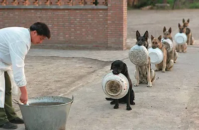 В Ростове эксперты забраковали 9 тонн корма для полицейских собак