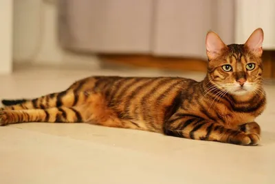 ТОП пород полосатых кошек | Petshop Journal | Дзен