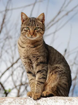 полосатый кот сидит в лесу, толстый кот картинки, кошка, животное фон  картинки и Фото для бесплатной загрузки