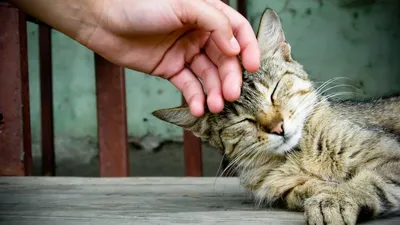 Любящий полосатых британский кот в руках Стоковое Фото - изображение  насчитывающей серо, кошачий: 206686498