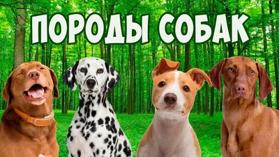 Самые умные собаки - какую породу выбрать – фото | OBOZ.UA
