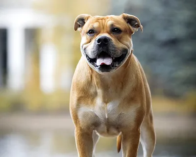 Ка де бо - это крупная порода собак, которая отлично подходит для защиты и  охраны дома и семьи.