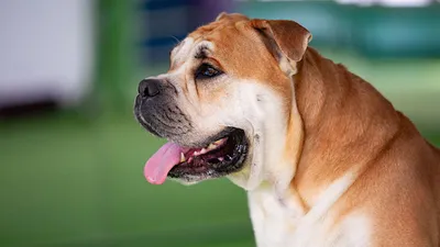 Ка-де-бо собака: фото, характер, описание породы
