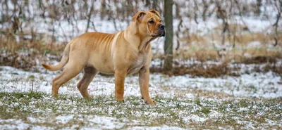 Ка-де-бо - описание породы, размеры и фото собаки | Цена ка-де-бо | Pet-Yes