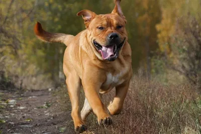 Ка де бо - это крупная порода собак, которая отлично подходит для защиты и  охраны дома и семьи.