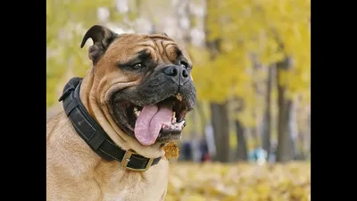 Ка-де-бо собака: описание, характер, фото, цена