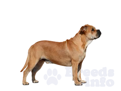 SOBAKI.PRO | Породы собак | Мальоркский бульдог | Фото 49997