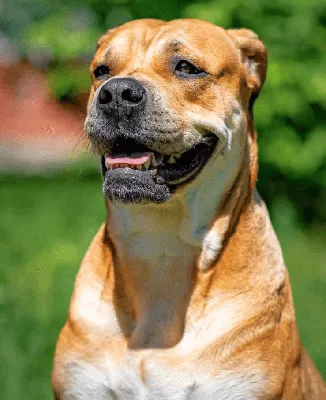Описание породы собак - Мальоркский бульдог (Ка де Бо)