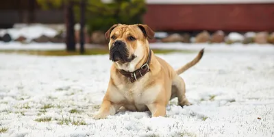 Ка-де-бо: описание характера и особенностей содержания породы собак дома,  фото, уход, цена щенка, интересные факты и породе
