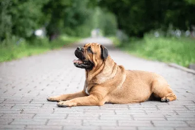 Ка-де-бо: фото собаки, описание и характер породы — Purina ONE®