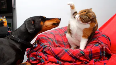 Самые смешные животные кошки и собаки - 75 фото
