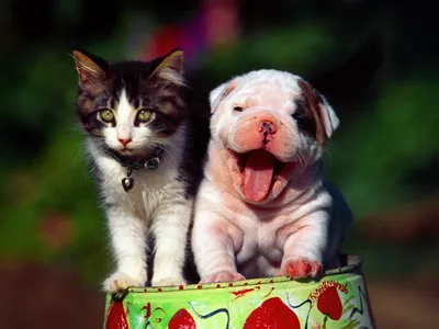 Самые смешные животные | Самые смешные приколы с животными | Кошка против  собаки | видео про кошек и собак | Дзен