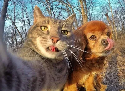 20 прикольных мемов про котов и собак | Mixnews