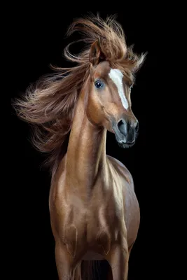 Фото про коней 