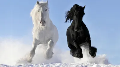 Рисунки коней и лошадей - 51 фото