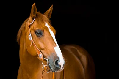Портреты любимых коней: картина по фотографии лошади на заказ