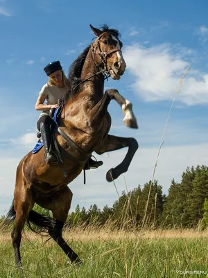 Есть два типа коней... | Prokoni.ru