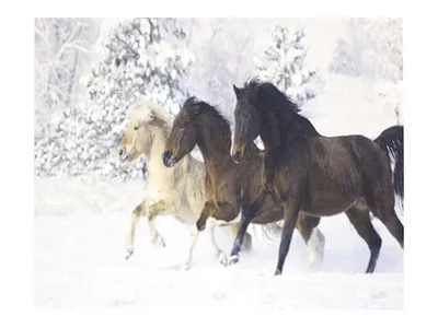 Пара красных с золотом коней …» — создано в Шедевруме