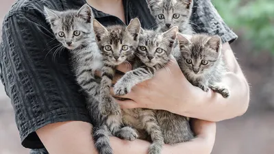Кошачья фотография, или Как получить живые и очаровательные портреты котят