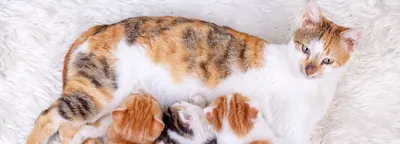 Люди нашли на улице котят-сироток с особенностями развития » Кошка Ветра