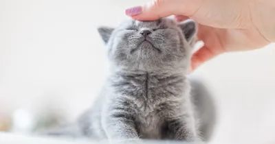 Как научить котенка кушать и пить из миски ✳️ kotopes.kz