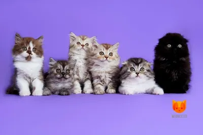 Ветспециалисты назвали причины ранней смертности котят | Ветеринария и жизнь
