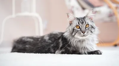 В Гродно нашли «зеленого» котенка — Сноб