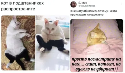 Мурчащий пост: шутки и мемы про котов | Mixnews