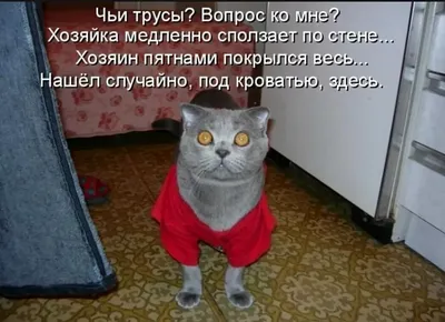 Картины с котятами, смешной кот Картина для подарка в интернет-магазине  Ярмарка Мастеров по цене 2975 ₽ – TFRG6RU | Картины, Сочи - доставка по  России