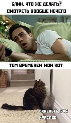 Мемы про котов | Мемы, Смешные мемы, Смешно