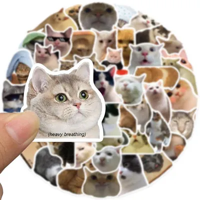 Прикольные картинки с надписями и почитай кота своего | Mixnews