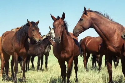 Смотреть фильм Магия диких лошадей онлайн бесплатно в хорошем качестве
