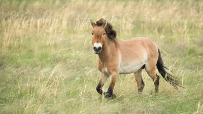 Кузоменские лошади: где на Кольском полуострове можно увидеть диких лошадей
