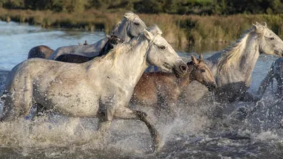 Породы лошадей — Википедия