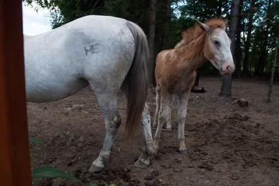 Поголовье лошадей в Казахстане выросло на 12% за год