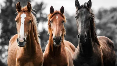 Оказывается, у лошадей тоже растут усы, и они шикарны | Mixnews