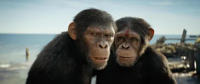 Планета обезьян: Война — Русский трейлер (2017) - YouTube