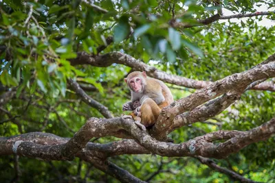 Полчища разбушевавшихся обезьян терроризируют тайский город - BBC News  Русская служба