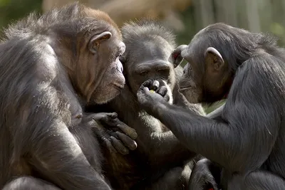 В Белгородском зоопарке пополнение в семействе обезьян саймири