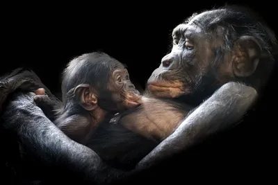 Картина на холсте \"Три мудрые обезьяны\" Три-мудры-обезьяны_3_55x110 -  купить по низкой цене в интернет-магазине OZON (788864024)