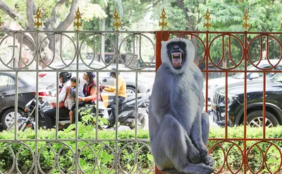 Индия перед саммитом G20 решила разогнать обезьян в Нью-Дели — РБК