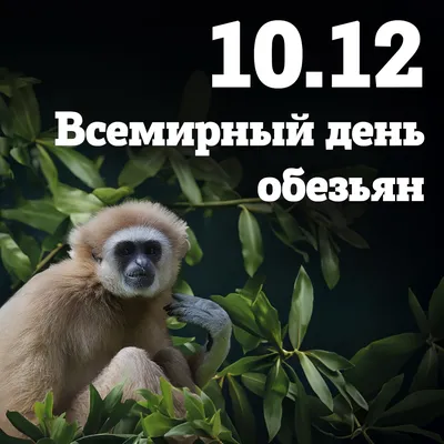 Восстание планеты обезьян (2011) – смотреть онлайн в хорошем качестве на  Sweet TV