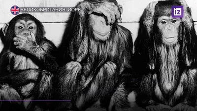10 декабря – Всемирный день обезьян в Ленинградском зоопарке