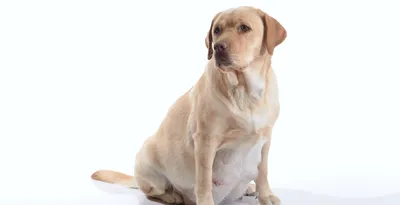 Саркоптоз у собак: симптомы и лечение - ветеринарный центр Прайд, Спб