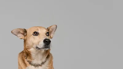 Глухота у собак: врожденная и приобретенная