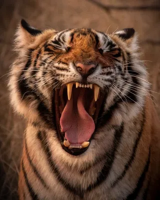 Фото про тигров фотографии