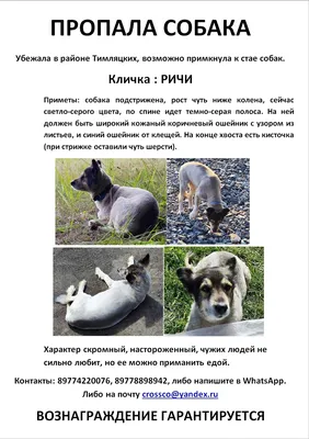 Пропала собака в Долгопрудном | Pet911.ru