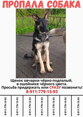 Пропала собака Шпиц на улице Плющева, Москва | Pet911.ru