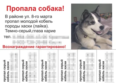 В Ярославской области пропала собака по кличке Барни | Первый ярославский  телеканал