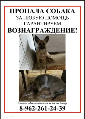 Пропала собака породы Дратхаар - ohotniki.kz